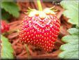 red odd shaped strawberry