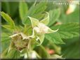 raspberry flower