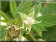 raspberry flower