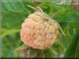 white raspberry