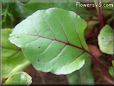 beet leaf