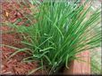 chives