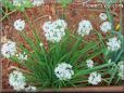 chives flower