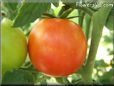 red cherry tomato