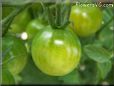 green cherry tomato