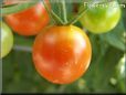 orange cherry tomato