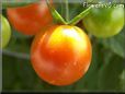 orange cherry tomato