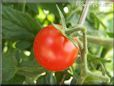 red cherry tomato