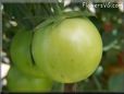 green tomato