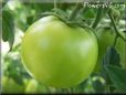 green tomato