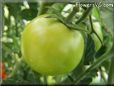 green tomato