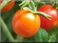 orange cherry tomato