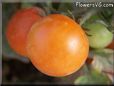 orange cherry tomato