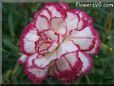 white light purple carnation flower