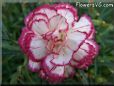 white light purple carnation flower