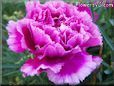 purple carnation flower