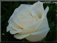 rosas blanco