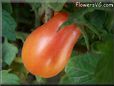 red roma tomato