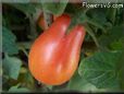 red roma tomato