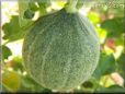 medium large cantaloupe melon