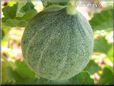 medium large cantaloupe melon