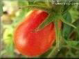 red roma tomato