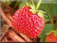 red odd shaped strawberry