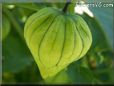 tomatillo