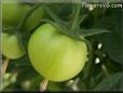 green cherry tomato