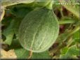 medium cantaloupe melon