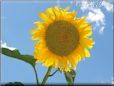 very large sunflower picture