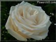 rosas blanco