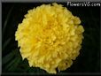 yellow marigold flower