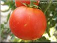 red tomato