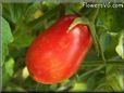 red roma tomato