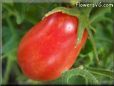 red roma tomato pictures