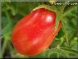 red roma tomato