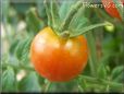 orange cherry tomato