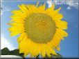 very large yellow sunflower with blue sky background