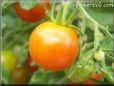 orange cherry tomato