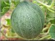 medium large cantaloupe melon