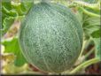 medium large cantaloupe melon