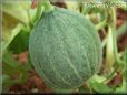 medium large cantaloupe melon