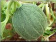 medium large cantaloupe melon
