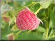 red raspberry