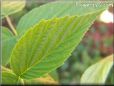 raspberry leaf