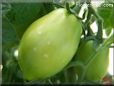 green roma tomato