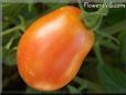 orange roma tomato