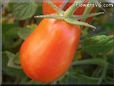 orange roma tomato