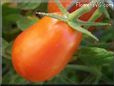 orange roma tomato